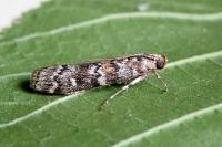 Dioryctria abietella