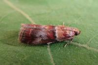Acrobasis repandana