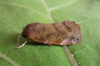 Cosmia affinis