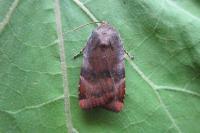 Noctua janthina