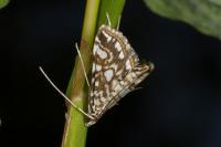 Elophila nymphaeata