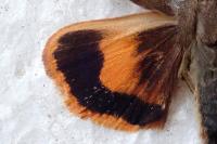 Noctua janthe