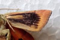 Noctua janthe