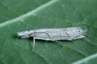 Metacrambus carectellus