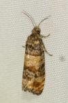 Piniphila bifasciana