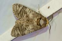 Cossus cossus