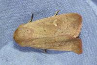 Mythimna ferrago