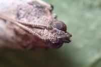 Acrobasis fallouella