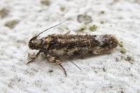 Psoricoptera gibbosella