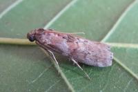 Phycita roborella
