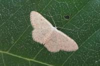 Scopula marginepunctata
