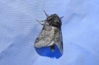 Thaumetopoea processionea