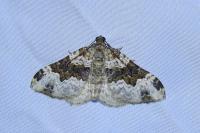 Epirrhoe galiata
