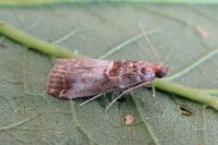 Acrobasis advenella