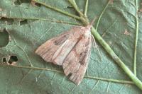 Hypena rostralis