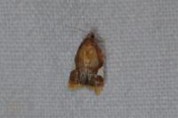 Acleris holmiana