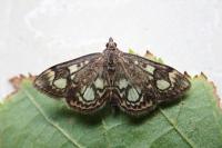 Anania coronata