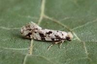 Nemapogon
