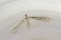 Adaina microdactyla