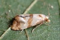 Phalonidia contractana