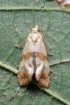 Phalonidia contractana