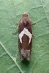 Epiblema foenella