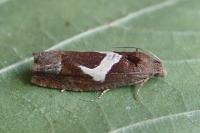 Epiblema foenella