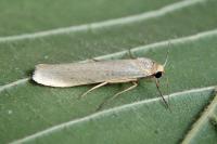 Indalia pygmaeola