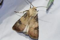 Agrotis puta
