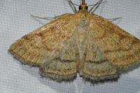 Psammotis pulveralis