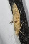 Ypsolopha alpella