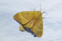 Lasiocampa quercus