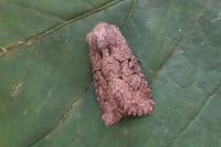 Luperina testacea