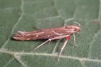Pyroderces argyrogrammos