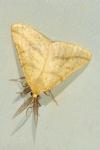 Aspitates ochrearia