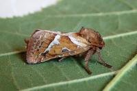 Triodia sylvina