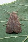Xestia xanthographa