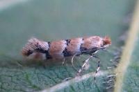 Phyllonorycter trifasciella