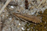 Nomophila noctuella
