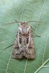 Agrotis vestigialis