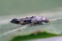 Epermenia chaerophyllella