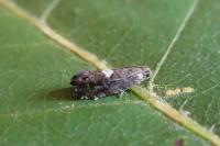 Pammene spiniana