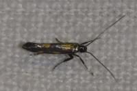 Euspilapteryx auroguttella