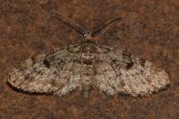 Eupithecia tantillaria