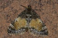 Dysstroma truncata