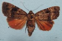Amphipyra pyramidea