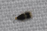Stigmella