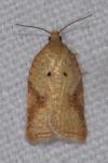 Acleris ferrugana/notana