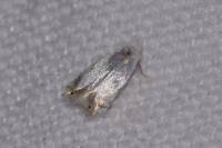 Pseudopostega crepusculella