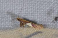 Caloptilia stigmatella